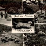 Gruss vom Netzkater bei Ilfeld
