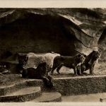 Halle Saale - Zoo - Lion