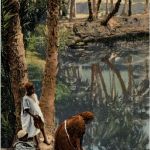 Dans l oasis