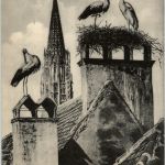 Freiburg - Storchennest