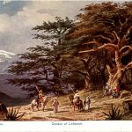 Libanon - Cedern
