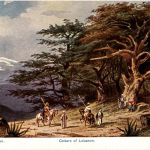 Cedern des Libanon