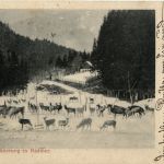 Radmer/Steiermark - Wildfütterung