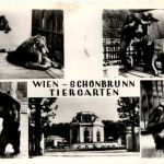 Wien Schönbrunn - Tiergarten
