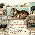 Barnum and Bailey Limited - Tiger Zebra - Litho