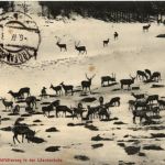 Trofaiach/Steiermark - Wildfütterung in der Löscherhube