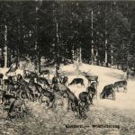 Eisenerz/Steiermark - Wildfütterung