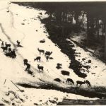 Eisenerz/Steiermark - Wildfütterung in Gsoll