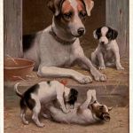Hunde - Jack Russell