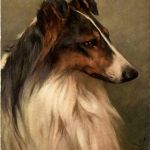 Hund - Collie