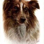 Hund