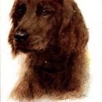 Hund