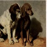 Hunde
