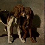 Hunde