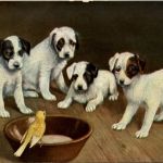 Hunde