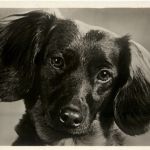Hund