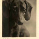 Hund