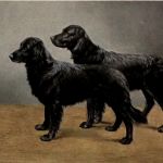 Hunde