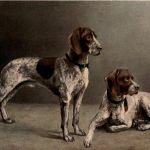 Hunde
