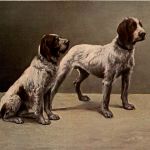 Hunde
