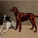 Hunde