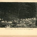 Finsterbergen - Gänseliesl im Leinagrund