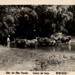 Sao Paulo - Carro de bois