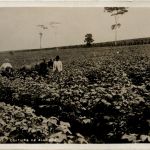 Brasil - Culture de Algo Dao