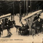Berchtesgaden - Wildfütterung