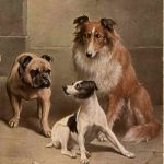 Dogs
