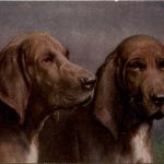 Dogs