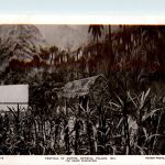 London - Empire Exhibition 1911 - The sugar Plantation