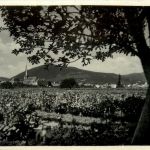 Rhodt an der Weinstrasse