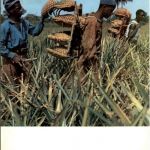 Republique de Guinee
