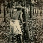 Singapore - Rubber Tapping