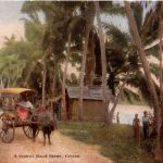 Ceylon - Road scene