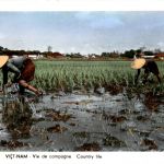 Vietnam - Country life