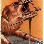 Deutscher Tierschutzbund - Hund