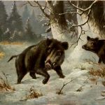 Wildschwein - Künstlerkarte Schönian