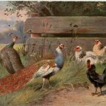 Huhn - Pfau - Künstlerkarte Schönian