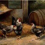Chicken