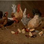 Chicken