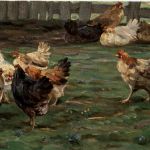 Chicken