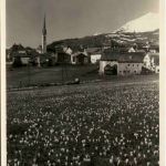 Krocusmotiv bei Zuoz