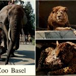 Zoo Basel - Elefant