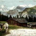 Alpeneide bei Wengen