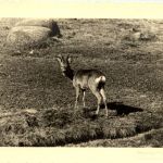 Reh - Schreiberhau