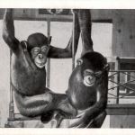 Affen - Gruss aus dem Aeros Zoo - Jacky und rita