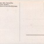 Affen - Gruss aus dem Aeros Zoo - Jacky und rita