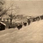 Skansen - Dofjortar